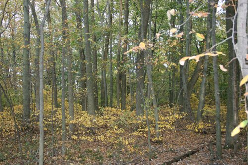 Property photo 6 - 99+/- Acres Offered in 3 Tracts