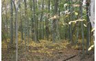 Property photo 6 - 99+/- Acres Offered in 3 Tracts