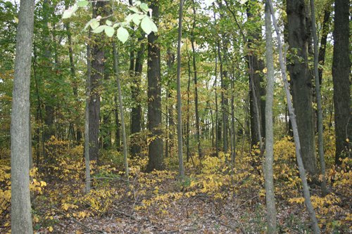 Property photo 19 - 99+/- Acres Offered in 3 Tracts