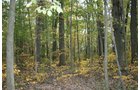 Property photo 19 - 99+/- Acres Offered in 3 Tracts
