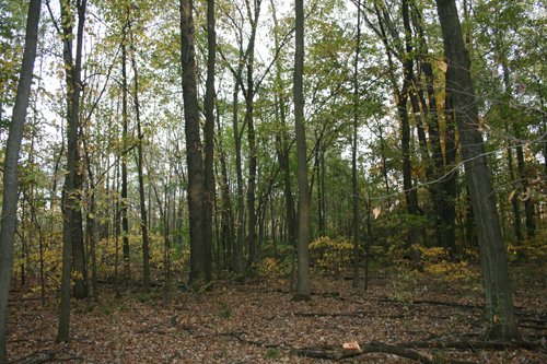 Property photo 26 - 99+/- Acres Offered in 3 Tracts