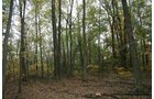 Property photo 26 - 99+/- Acres Offered in 3 Tracts