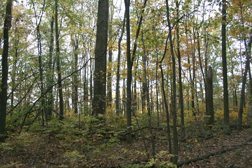 Property photo 8 - 99+/- Acres Offered in 3 Tracts