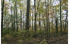 Property photo 8 - 99+/- Acres Offered in 3 Tracts