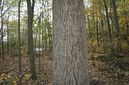 Property photo 25 - 99+/- Acres Offered in 3 Tracts