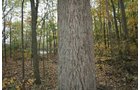 Property photo 25 - 99+/- Acres Offered in 3 Tracts