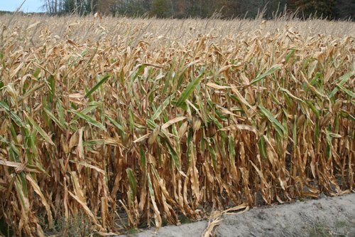 Property photo 7 - 323+/- Acres Offered in 7 Tracts with 282+/- FSA Tillable Acres