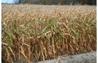 Property photo 7 - 323+/- Acres Offered in 7 Tracts with 282+/- FSA Tillable Acres