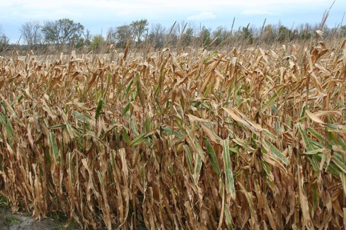 Property photo 9 - 323+/- Acres Offered in 7 Tracts with 282+/- FSA Tillable Acres
