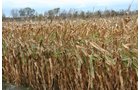 Property photo 9 - 323+/- Acres Offered in 7 Tracts with 282+/- FSA Tillable Acres