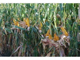 Property photo 11 - 699+/- Acres Offered in 5 Tracts - 4-1/2 Irrigated Circles