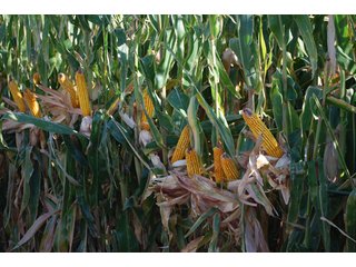 Property photo 50 - 699+/- Acres Offered in 5 Tracts - 4-1/2 Irrigated Circles