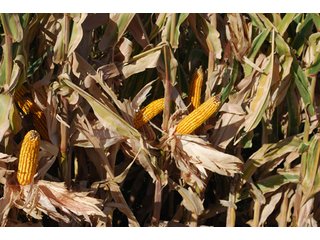 Property photo 31 - 699+/- Acres Offered in 5 Tracts - 4-1/2 Irrigated Circles