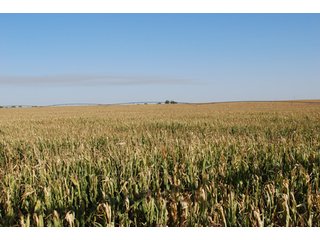 Property photo 73 - 699+/- Acres Offered in 5 Tracts - 4-1/2 Irrigated Circles