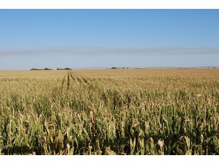 Property photo 65 - 699+/- Acres Offered in 5 Tracts - 4-1/2 Irrigated Circles