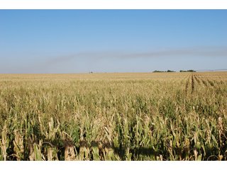Property photo 44 - 699+/- Acres Offered in 5 Tracts - 4-1/2 Irrigated Circles
