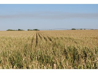 Property photo 17 - 699+/- Acres Offered in 5 Tracts - 4-1/2 Irrigated Circles