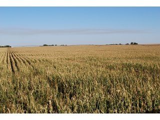 Property photo 76 - 699+/- Acres Offered in 5 Tracts - 4-1/2 Irrigated Circles