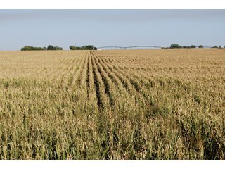 Property photo 36 - 699+/- Acres Offered in 5 Tracts - 4-1/2 Irrigated Circles