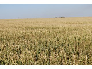 Property photo 13 - 699+/- Acres Offered in 5 Tracts - 4-1/2 Irrigated Circles
