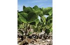 Property photo 1 - 120+/- Acres Offered in 3 Tracts