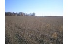 Property photo 1 - 79+/- Acres Offered in 4 Tracts