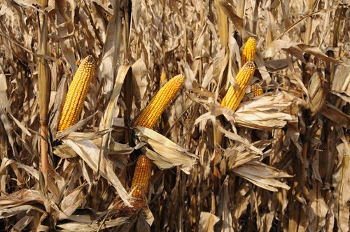 Property photo 27 - 312 Acres Offered in 2 Tracts