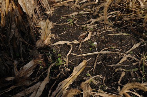 Property photo 14 - 312 Acres Offered in 2 Tracts