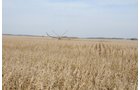 Property photo 39 - 312 Acres Offered in 2 Tracts