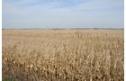 Property photo 69 - 312 Acres Offered in 2 Tracts
