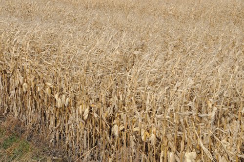 Property photo 35 - 312 Acres Offered in 2 Tracts