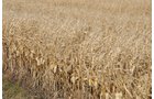 Property photo 35 - 312 Acres Offered in 2 Tracts