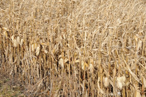 Property photo 61 - 312 Acres Offered in 2 Tracts