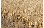Property photo 61 - 312 Acres Offered in 2 Tracts