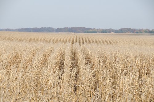 Property photo 10 - 312 Acres Offered in 2 Tracts