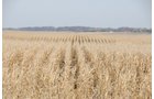 Property photo 10 - 312 Acres Offered in 2 Tracts