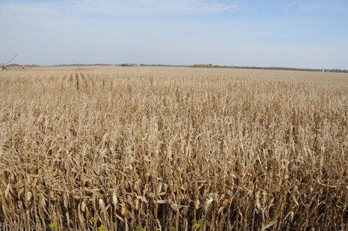 Property photo 96 - 312 Acres Offered in 2 Tracts
