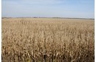 Property photo 96 - 312 Acres Offered in 2 Tracts