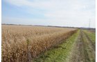 Property photo 59 - 312 Acres Offered in 2 Tracts