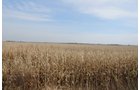 Property photo 94 - 312 Acres Offered in 2 Tracts
