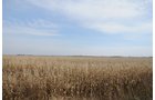 Property photo 41 - 312 Acres Offered in 2 Tracts
