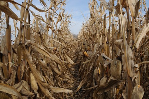 Property photo 87 - 312 Acres Offered in 2 Tracts