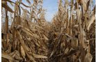 Property photo 87 - 312 Acres Offered in 2 Tracts