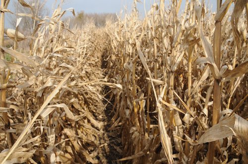 Property photo 20 - 312 Acres Offered in 2 Tracts