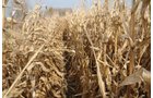 Property photo 20 - 312 Acres Offered in 2 Tracts