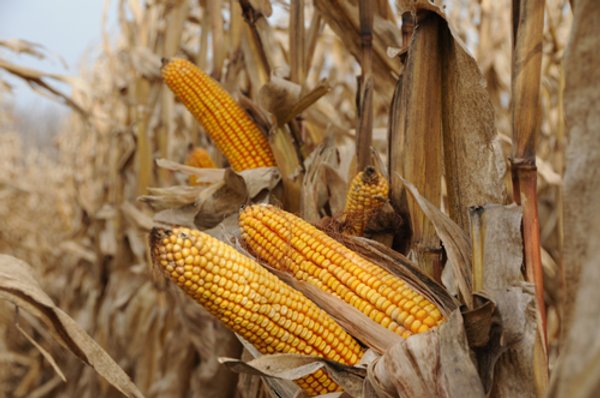 312 Acres Offered in 2 Tracts