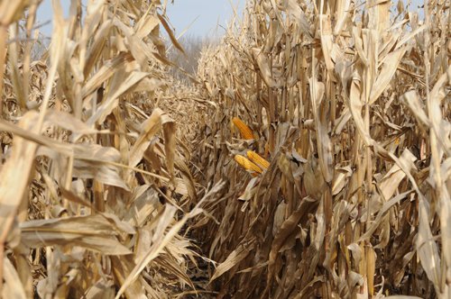 Property photo 68 - 312 Acres Offered in 2 Tracts