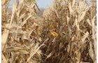Property photo 68 - 312 Acres Offered in 2 Tracts