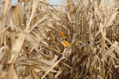 Property photo 77 - 312 Acres Offered in 2 Tracts