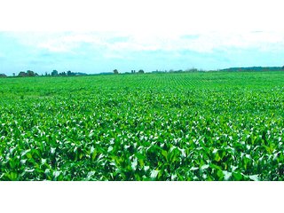 158.3 Acres.  Slightly rolling. - 158+/- Acre Grain Farm